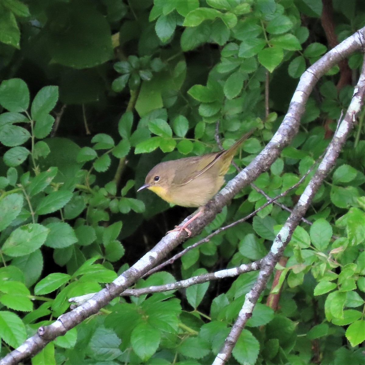 Common Yellowthroat - ML578838561