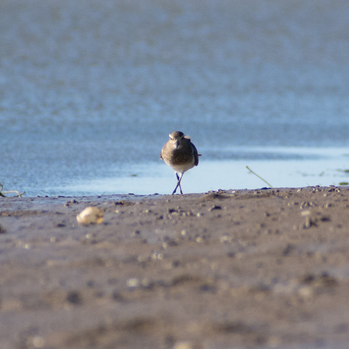 Rufous-chested Dotterel - ML578838651