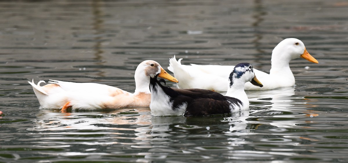 Fehlfarben-Stockente/Hausente - ML578838711