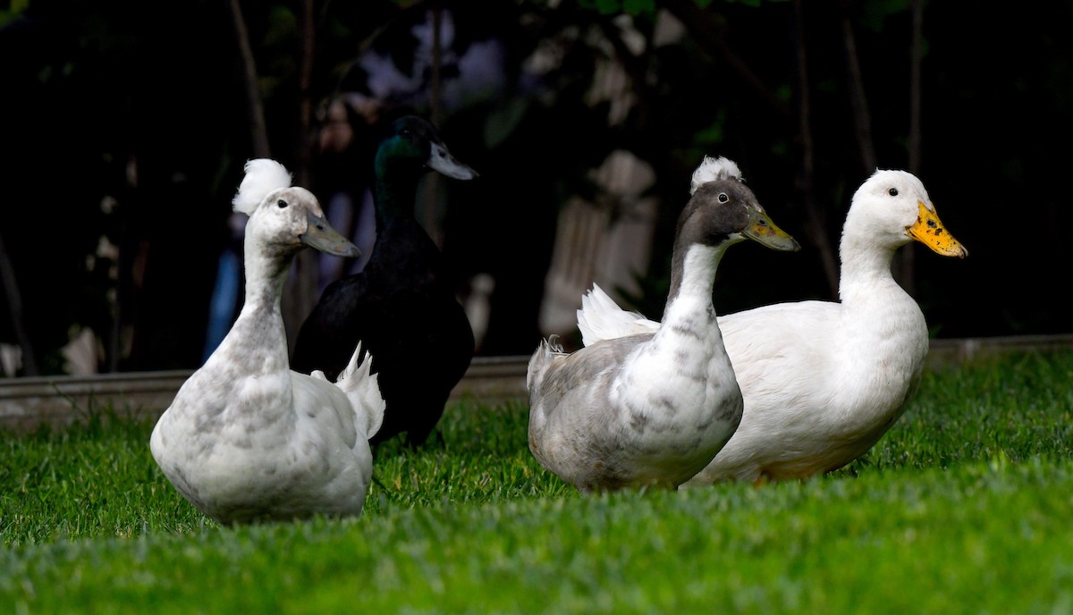 Canard colvert (forme domestique) - ML578839111