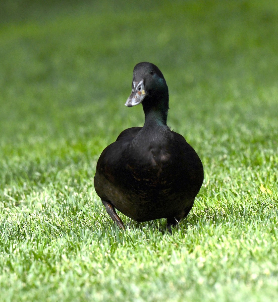 Canard colvert (forme domestique) - ML578839141