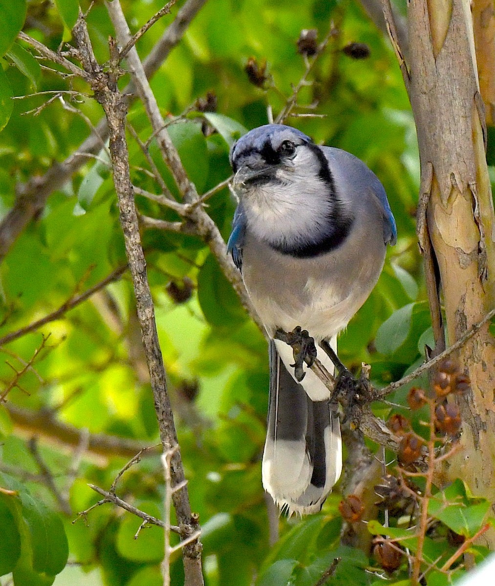 Blue Jay - Kristen Cart