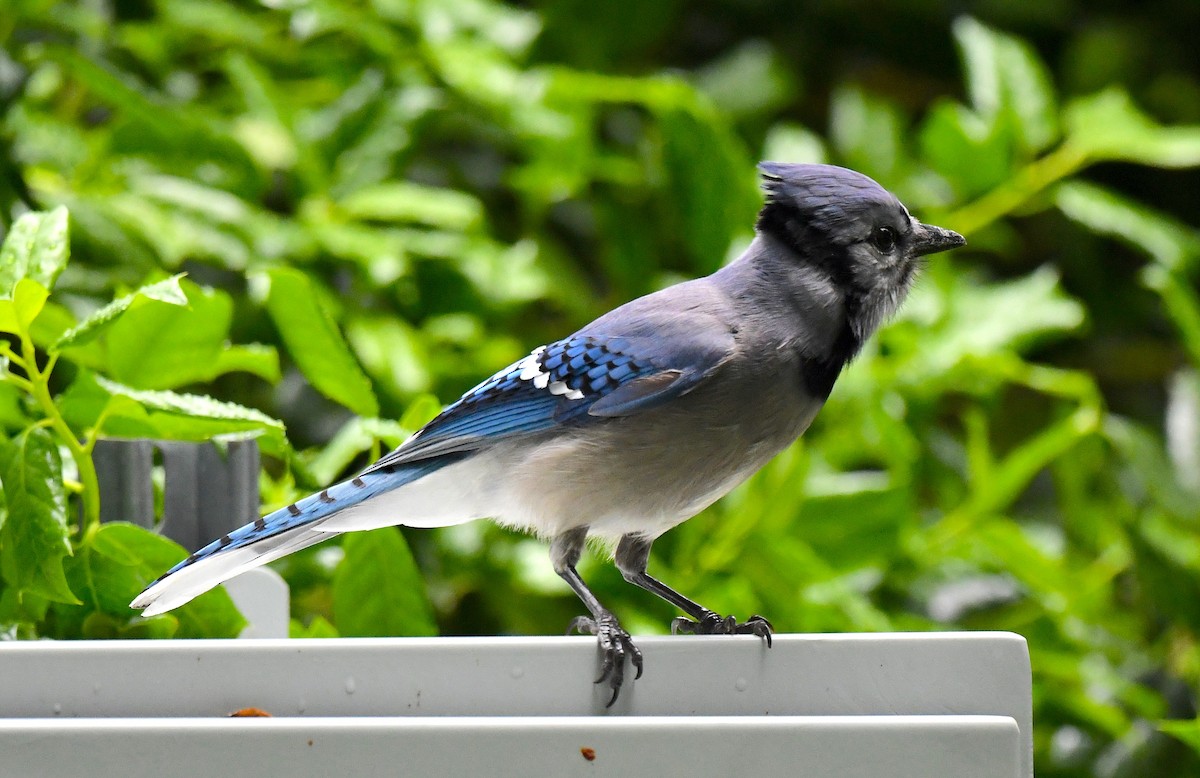 Blue Jay - Kristen Cart