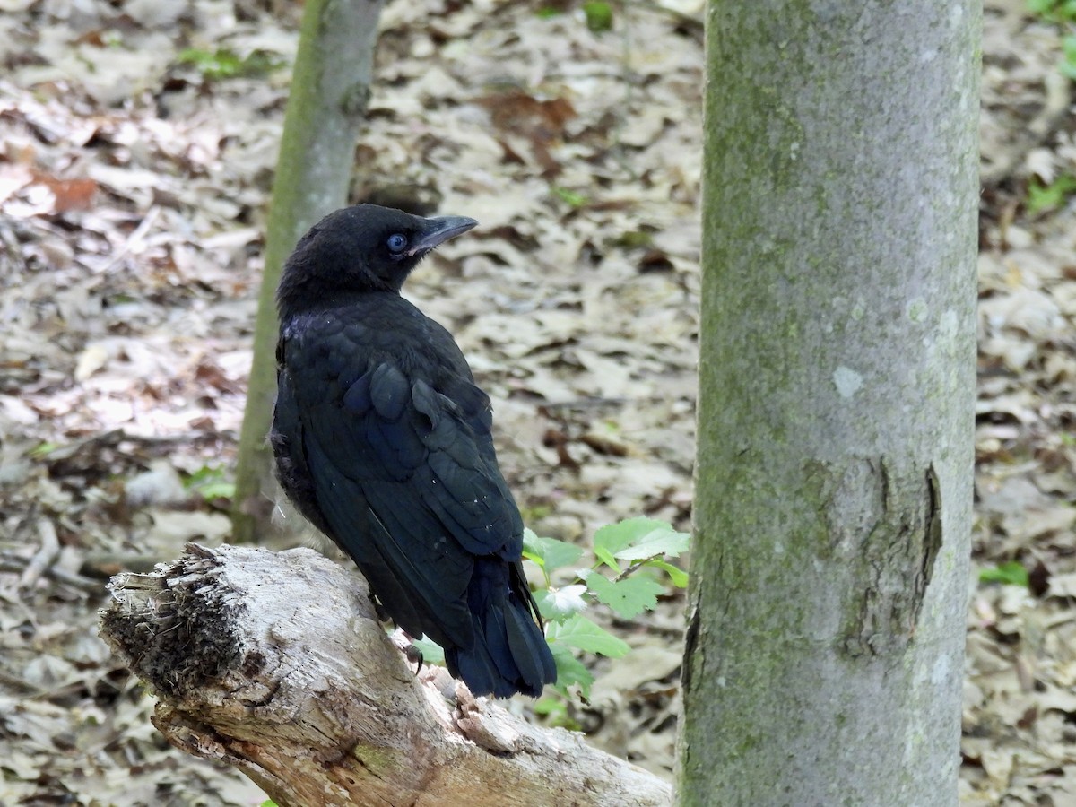 American Crow - ML578839571