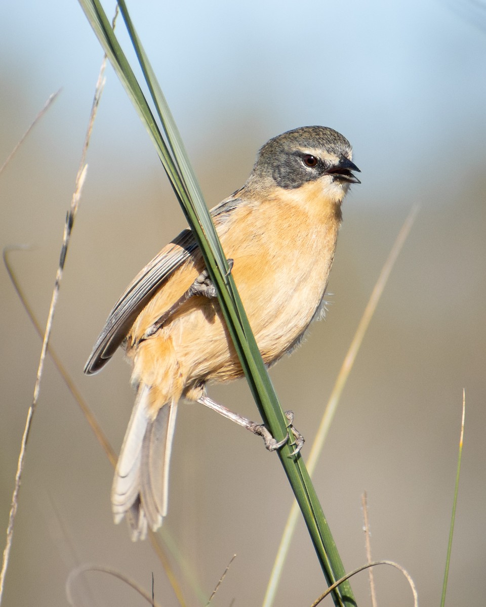 Long-tailed Reed Finch - ML578839671