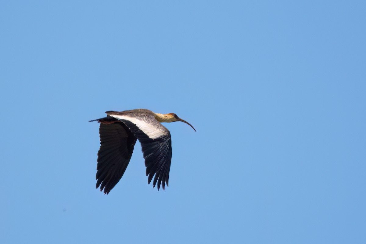 ibis bělokřídlý - ML578840111