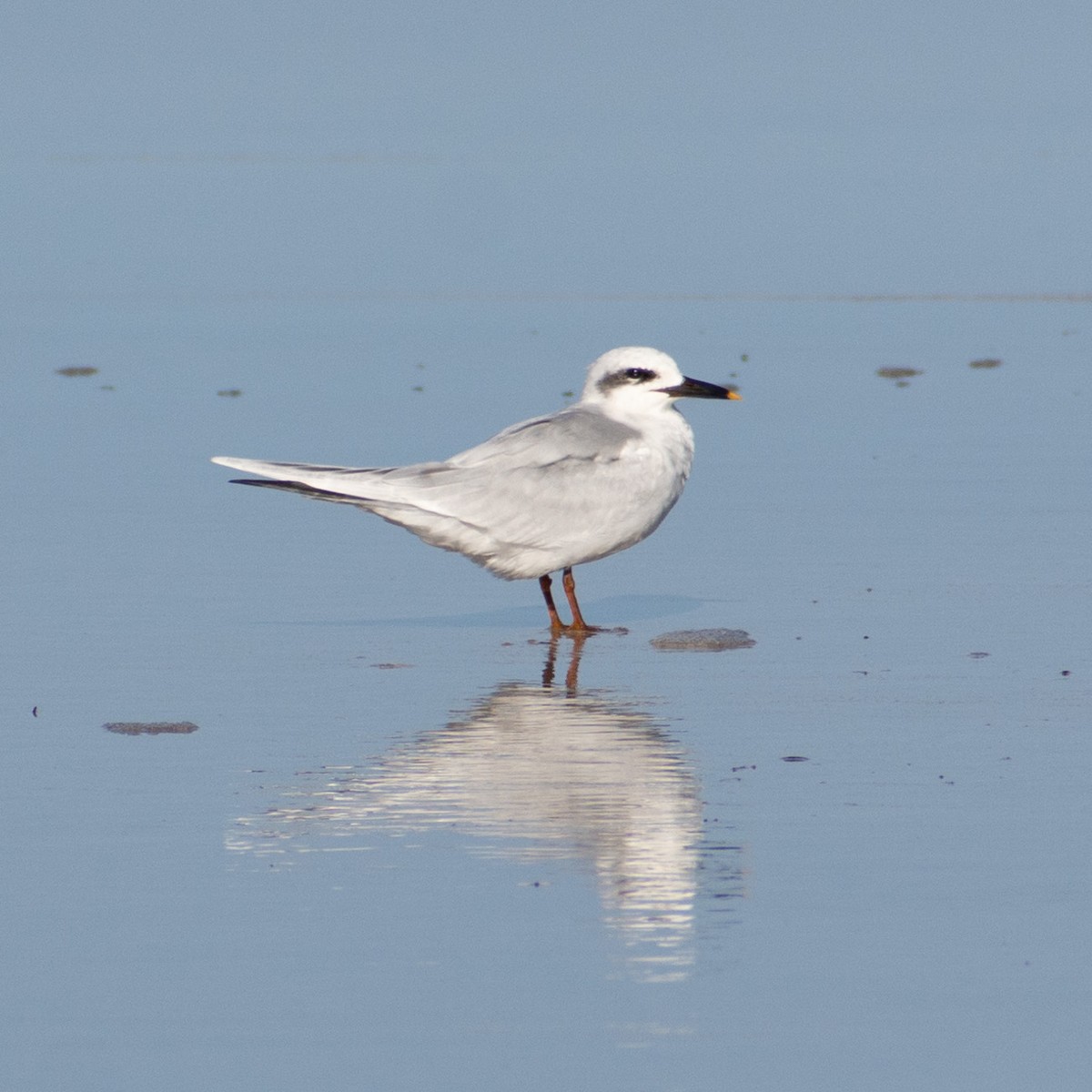Snowy-crowned Tern - ML578840181
