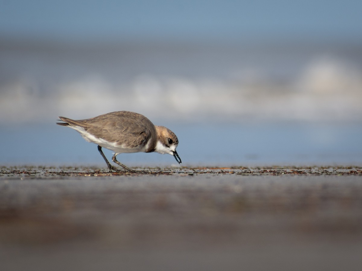Two-banded Plover - ML578840451