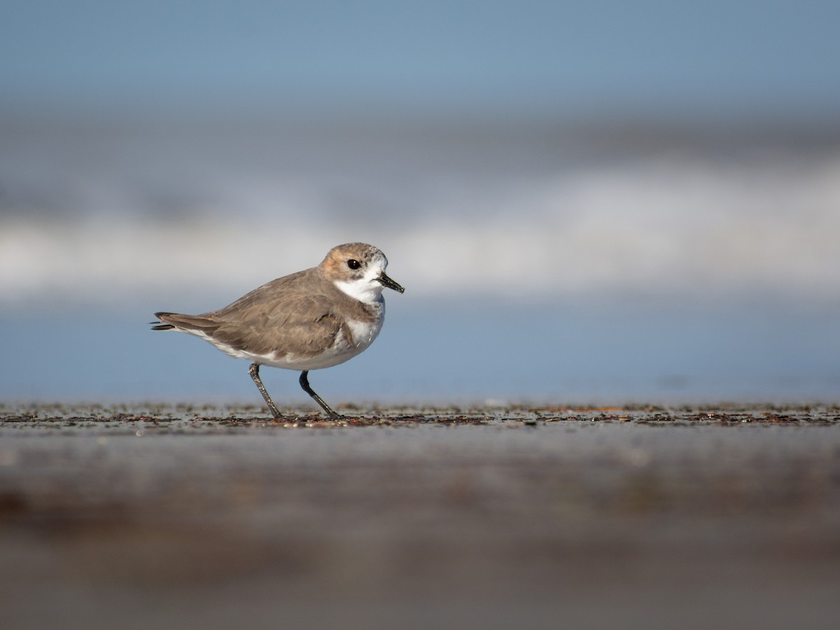 Two-banded Plover - ML578840461