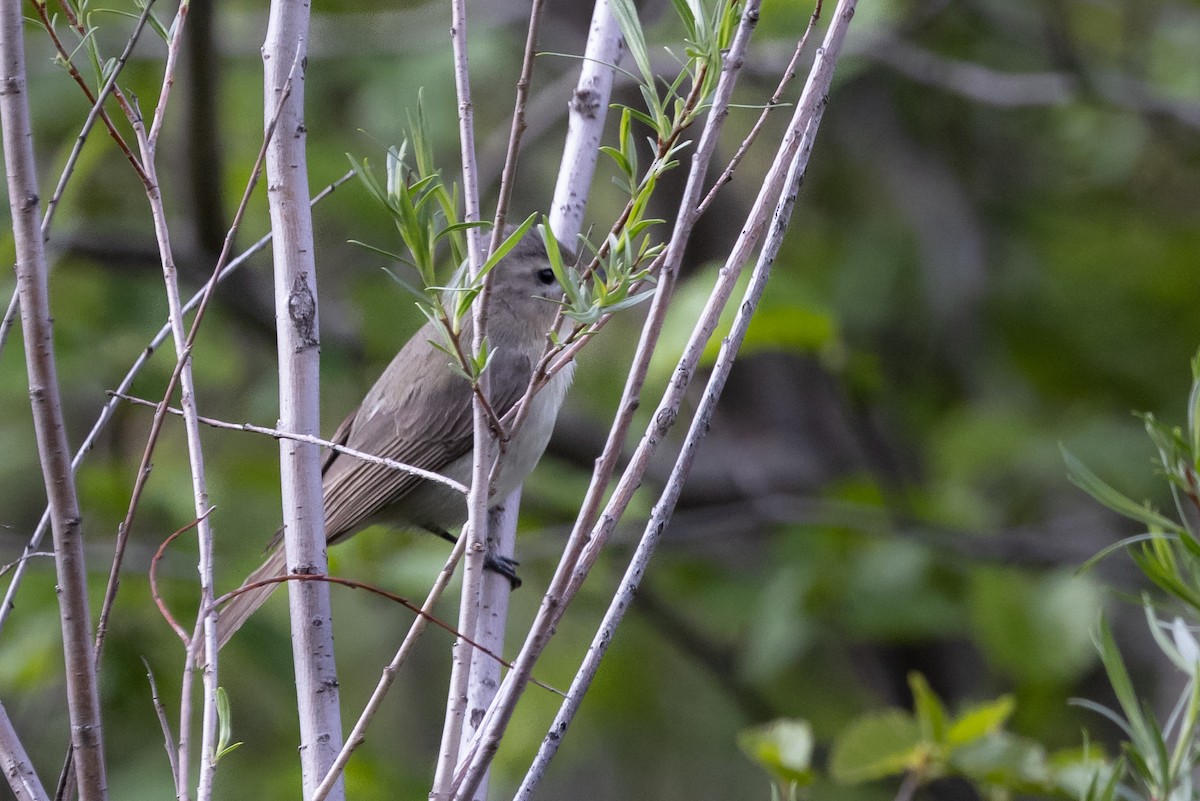 Warbling Vireo - ML578840881