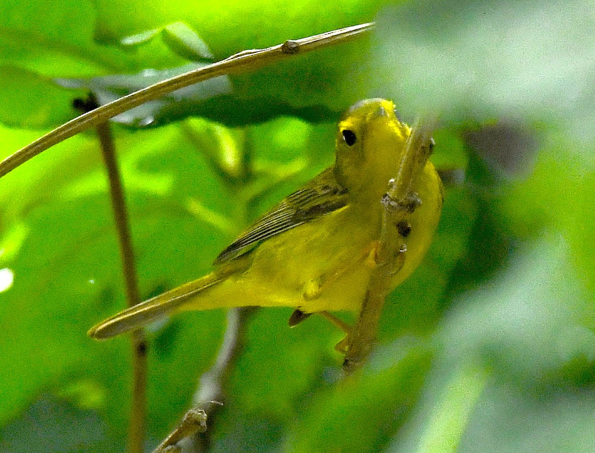 Wilson's Warbler - Kristen Cart