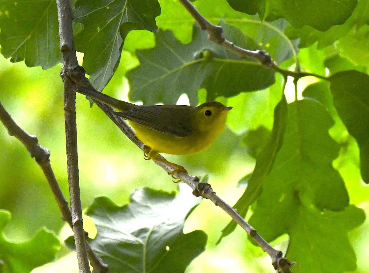 Wilson's Warbler - ML578841281