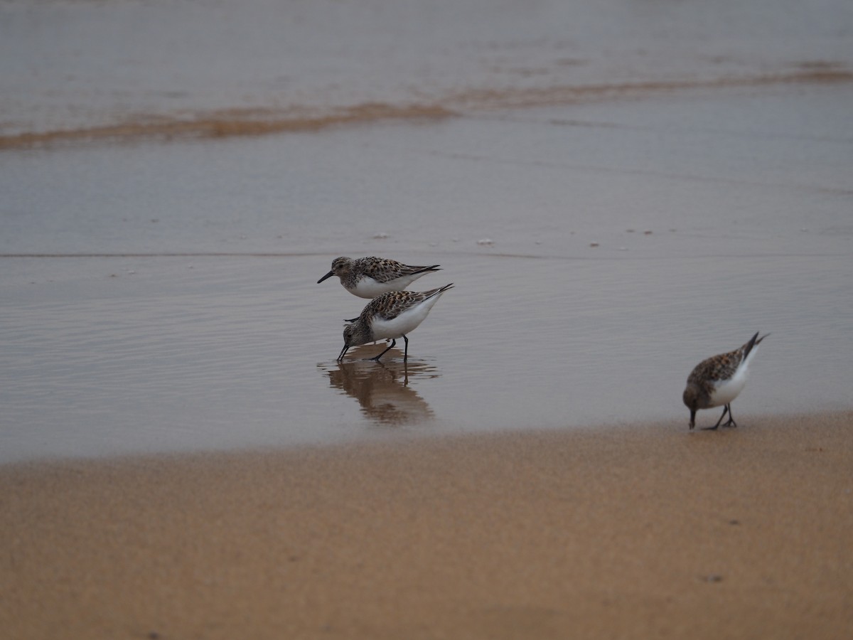 Bécasseau sanderling - ML578842051