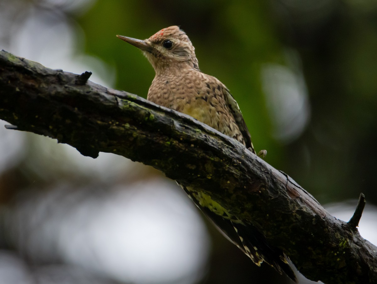 Yellow-bellied Sapsucker - Trevor Ambrico