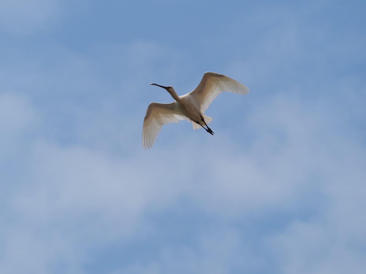 Eurasian Spoonbill - Fran Alvarez Gonzalez