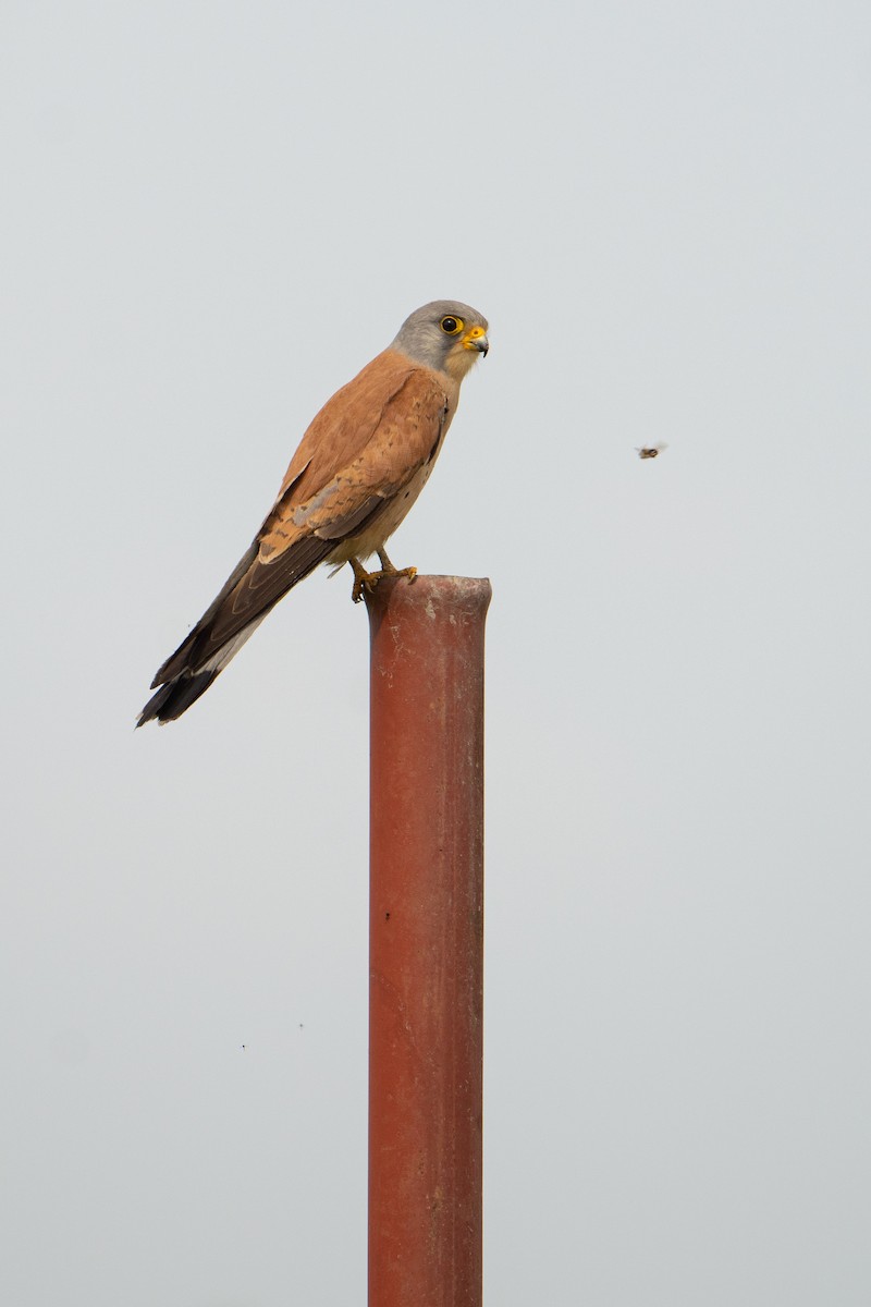 Lesser Kestrel - ML578843161