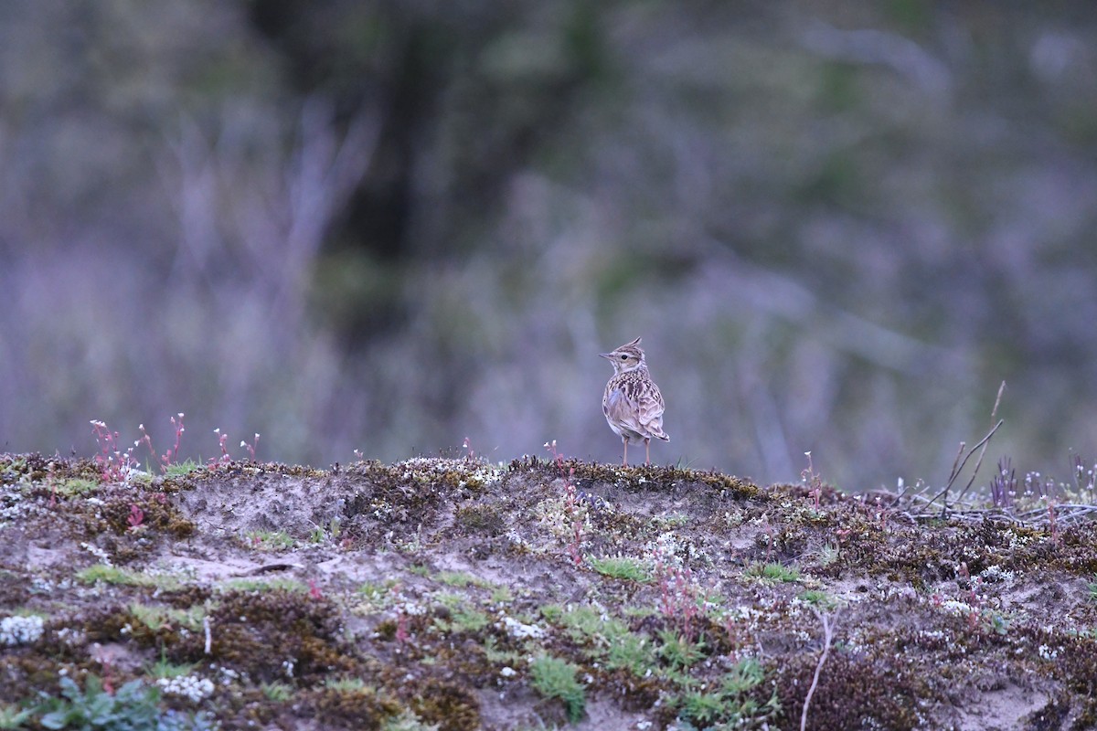 Wood Lark - ML578843421