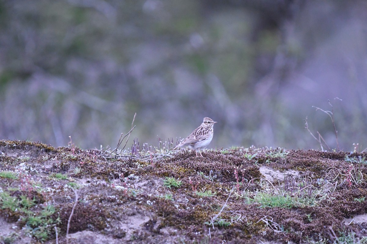 Wood Lark - ML578843431