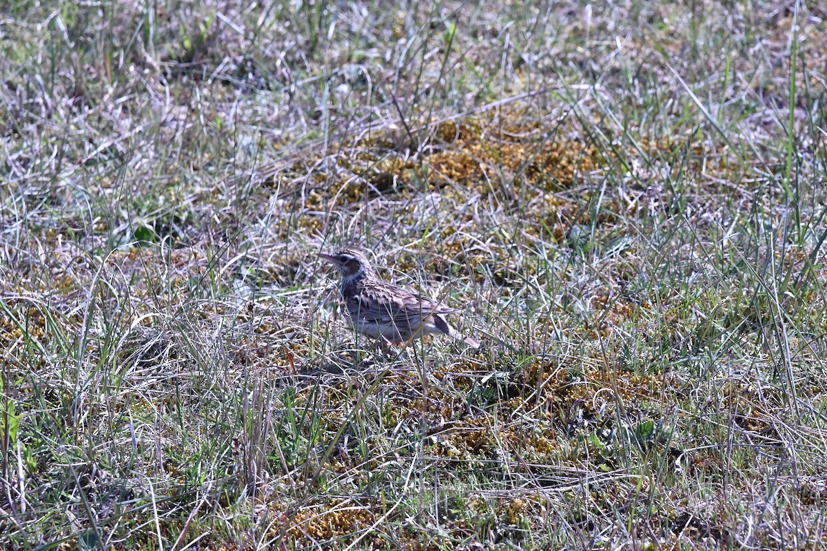 Wood Lark - ML578843441