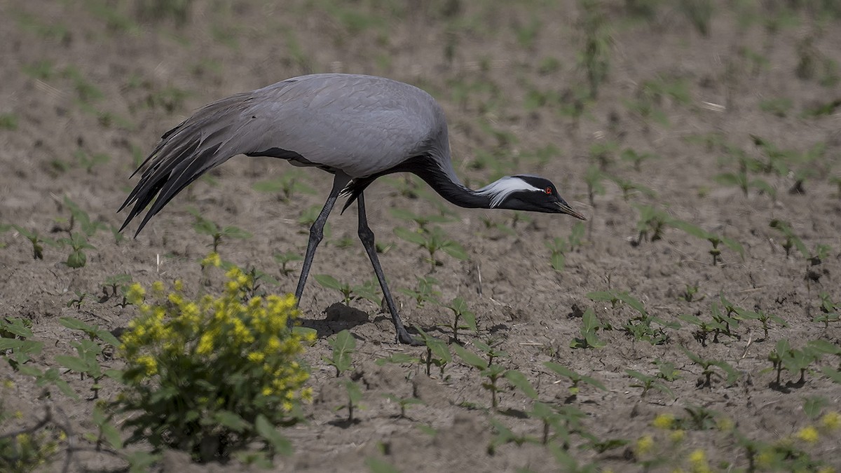 Demoiselle Crane - ML578843711