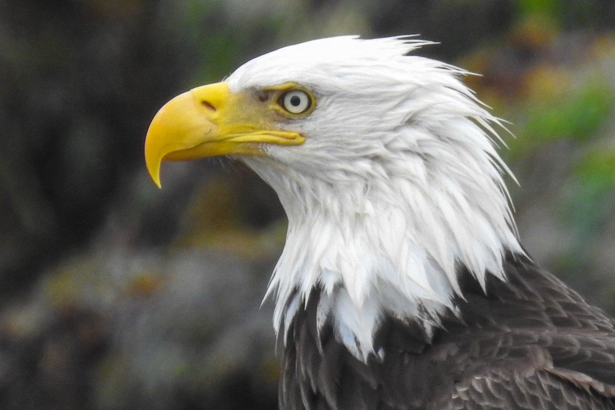 Bald Eagle - ML57884471