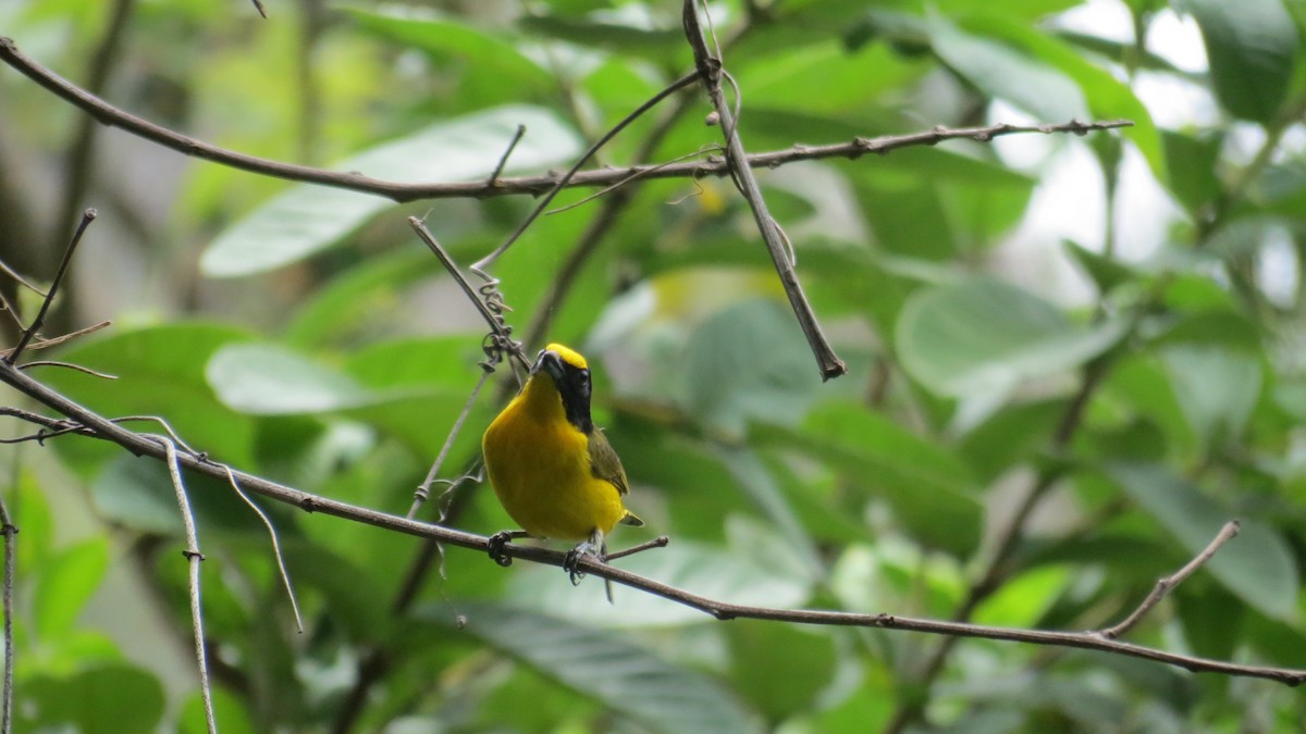 Yellow-throated Euphonia - ML57884521