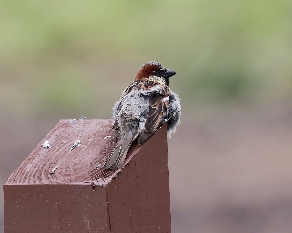 House Sparrow - ML578845891