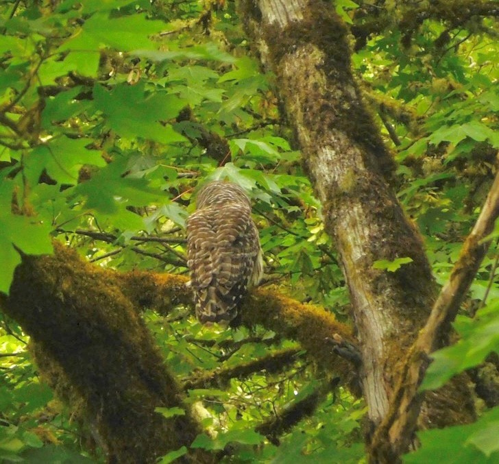 Barred Owl - John Green