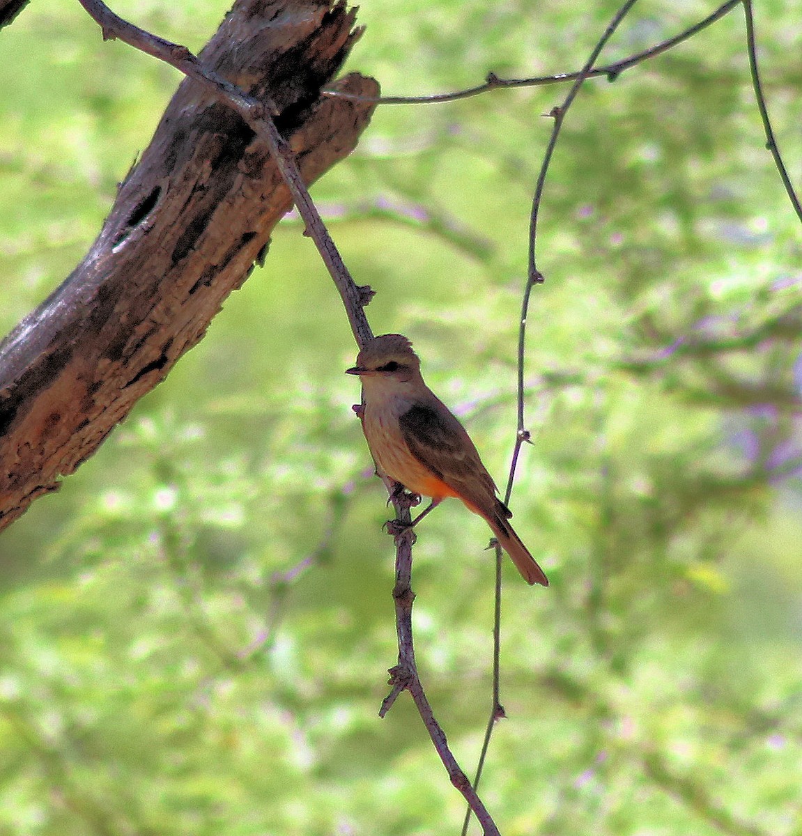 Vermilion Flycatcher - Diana Spangler