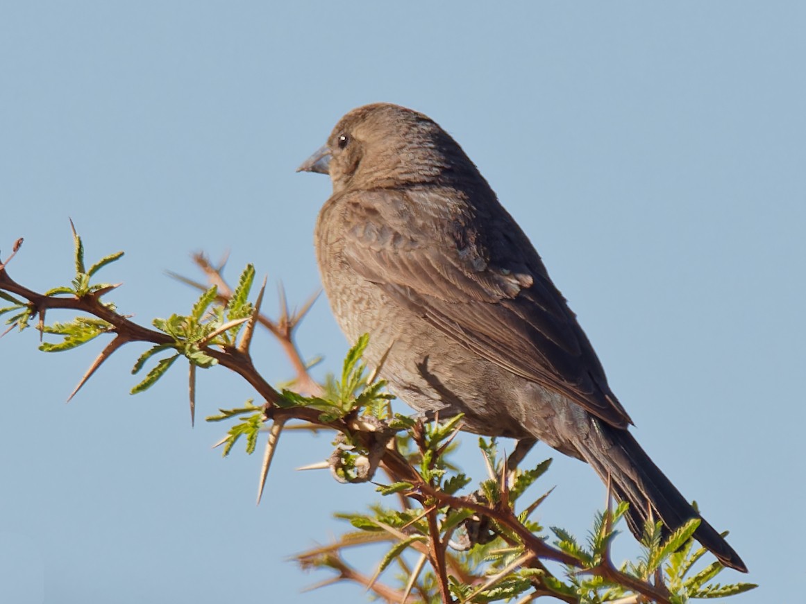 Shiny Cowbird - ML578847011