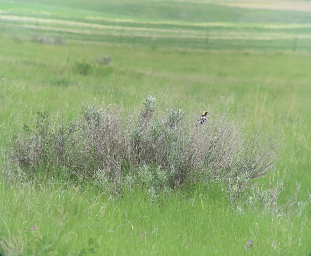 Bobolink - ML578847061
