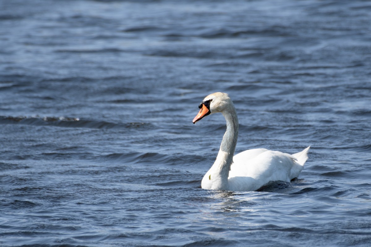 Cygne tuberculé - ML578847091