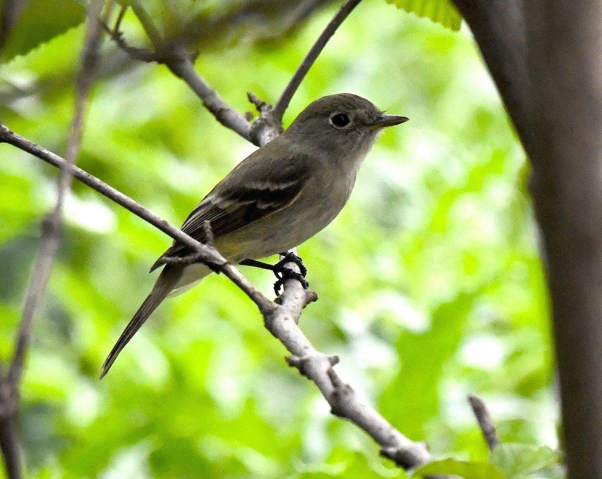 Least Flycatcher - Kristen Cart