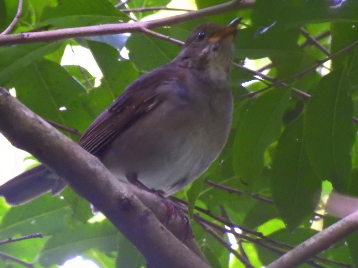 Blacksmith Thrush - ML578847441