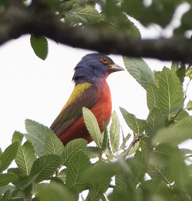 Painted Bunting - ML578847861