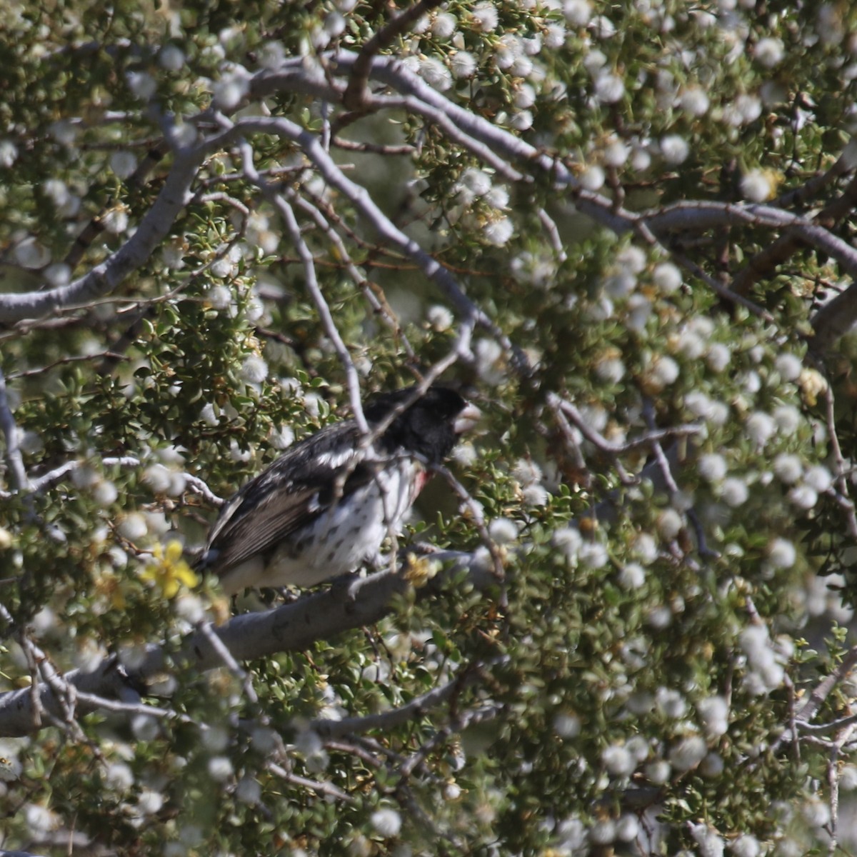 Rose-breasted Grosbeak - ML578848371