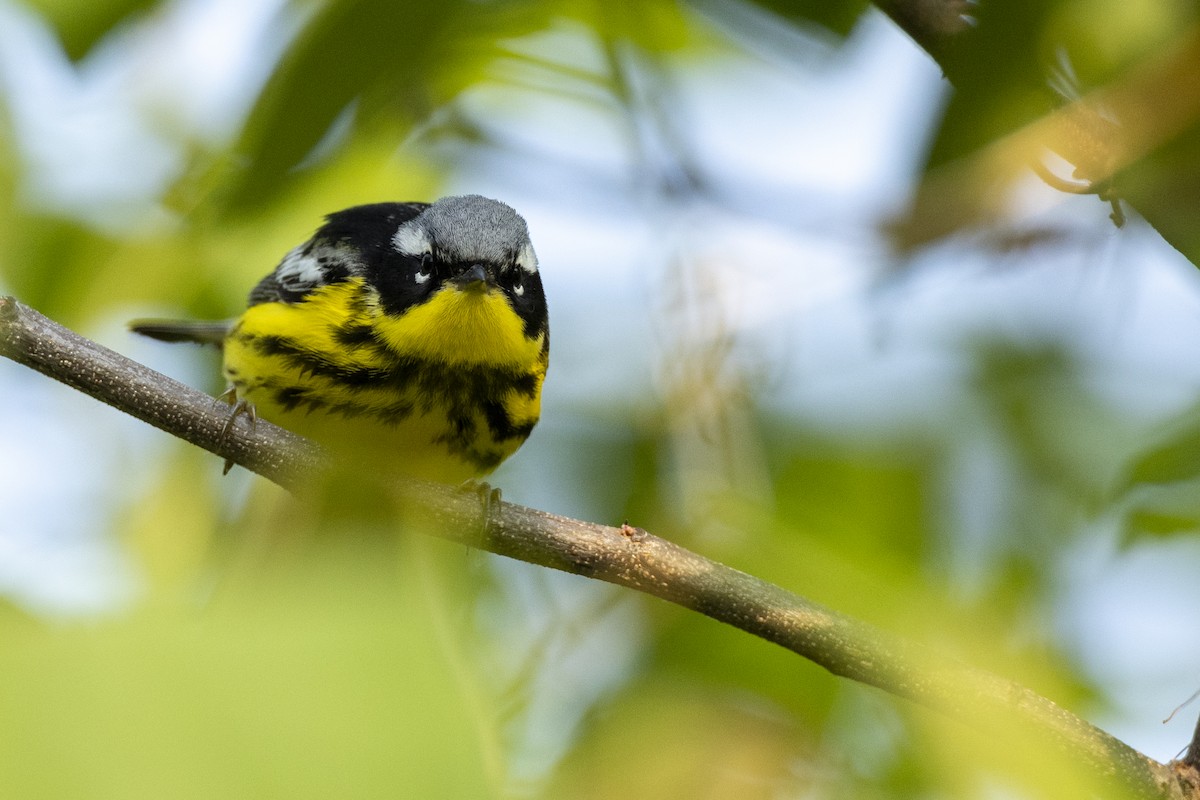 Magnolia Warbler - Michael Stubblefield