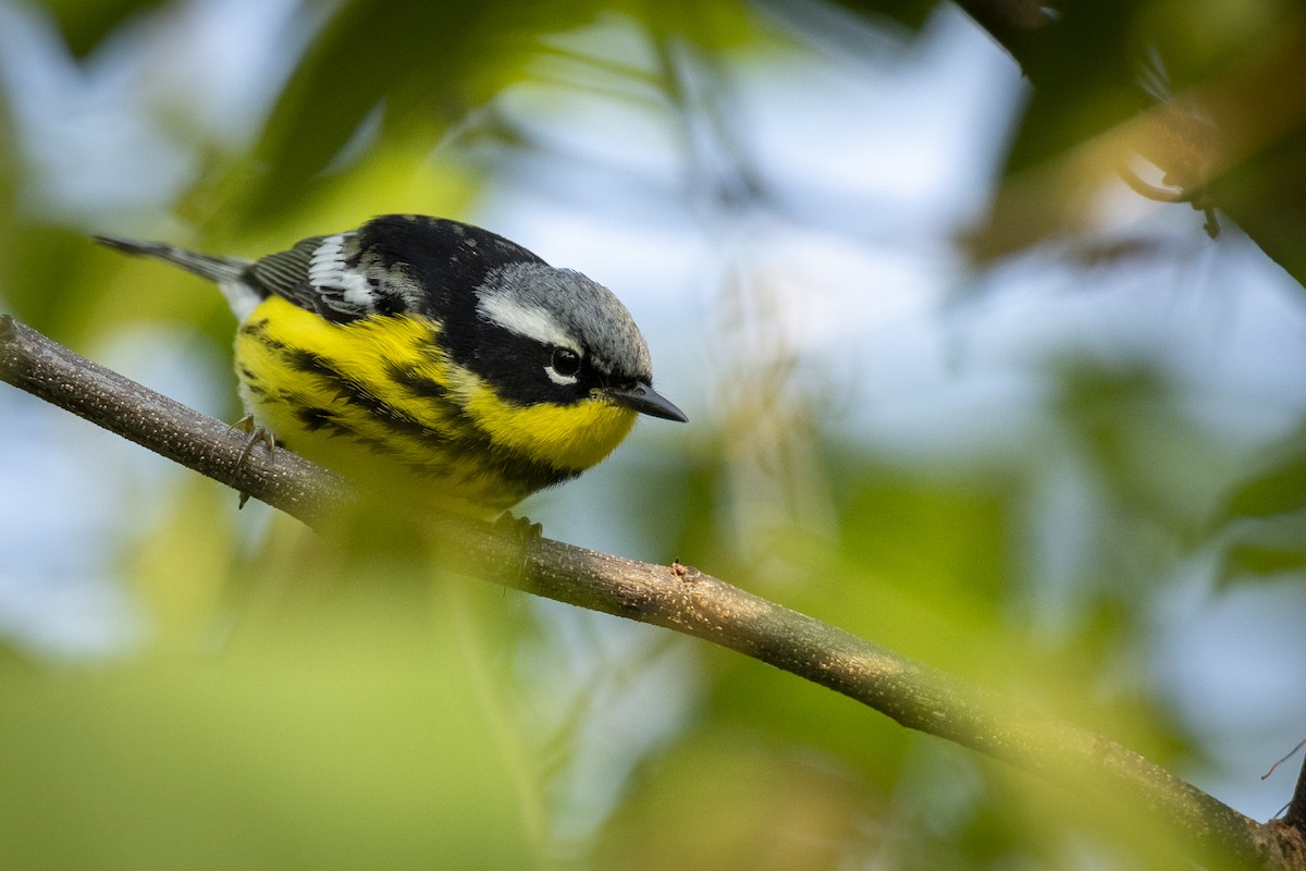 Magnolia Warbler - ML578848561