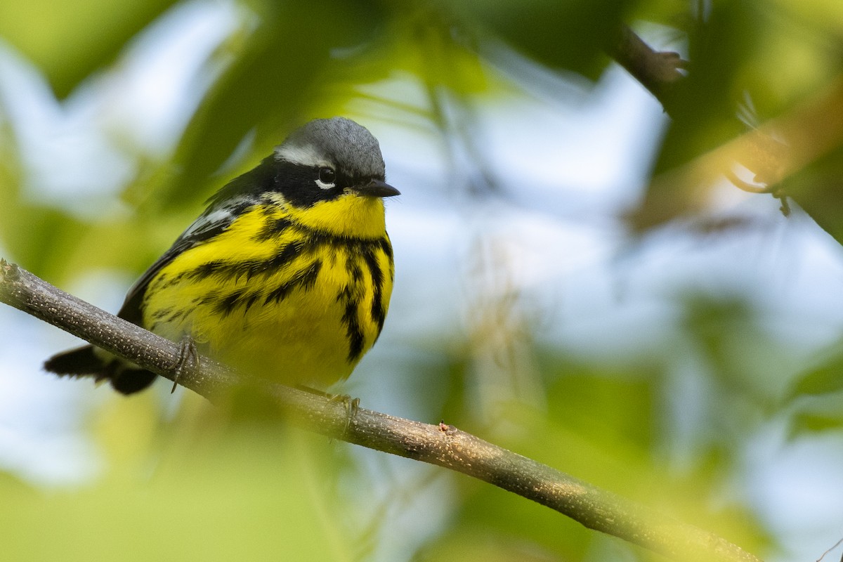 Magnolia Warbler - Michael Stubblefield