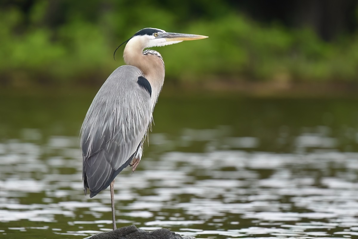 Great Blue Heron - ML578848921