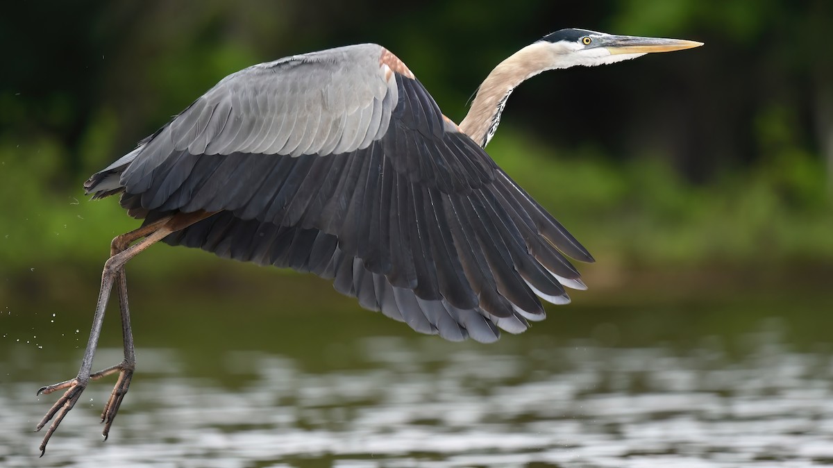 Great Blue Heron - ML578848991