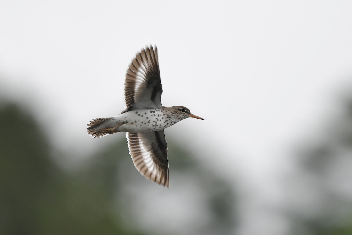 Spotted Sandpiper - ML578849061