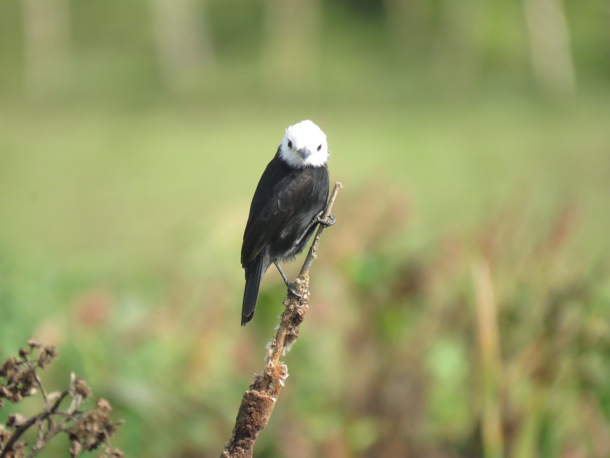 White-headed Marsh Tyrant - Mateus Santos