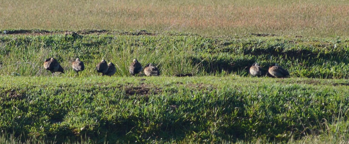 White-faced Whistling-Duck - ML578849601