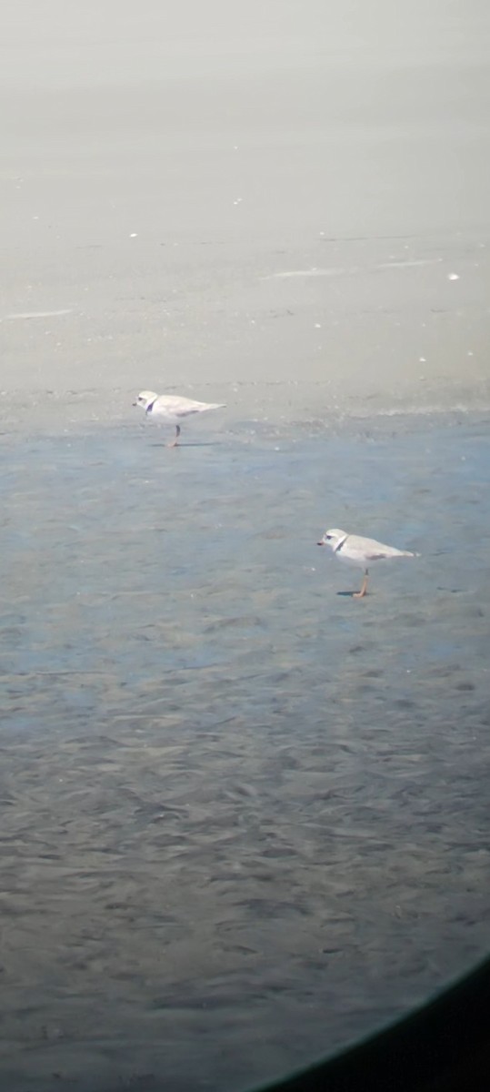 Piping Plover - ML578849931