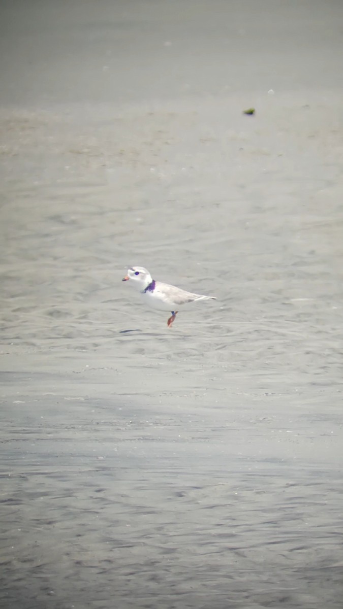 Piping Plover - ML578849951