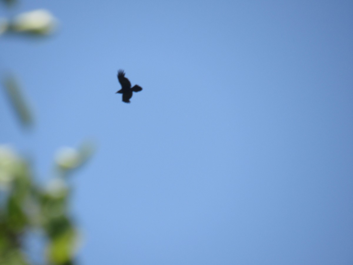 Хон хэрээ - ML578850741