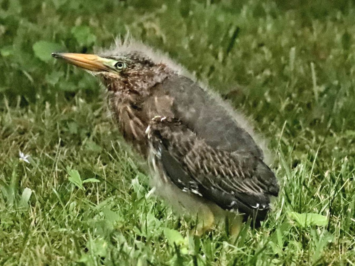 Green Heron - ML578851581