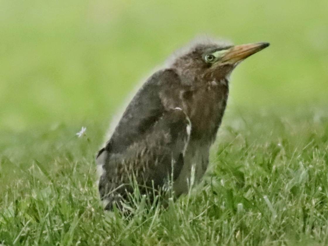 Green Heron - ML578851591