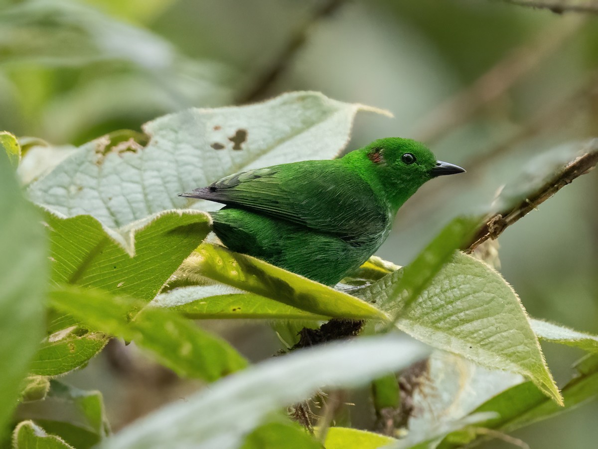 Glistening-green Tanager - ML578852471